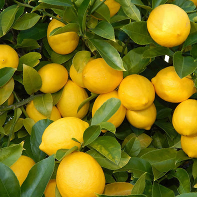 Lemon14.99Fusion Flavours  