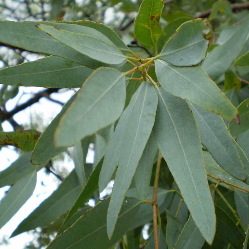 Eucalyptol9.99Fusion Flavours